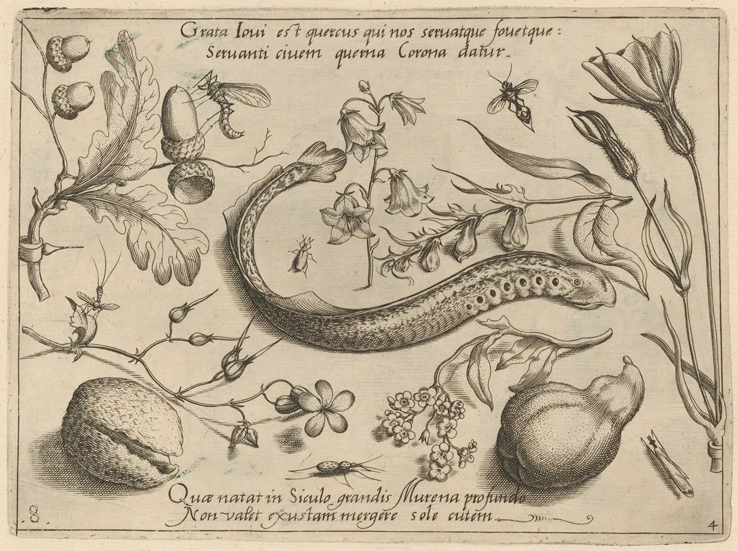 Archetypa Studiaque Patris Georgii Hoefnagelii Pl 49