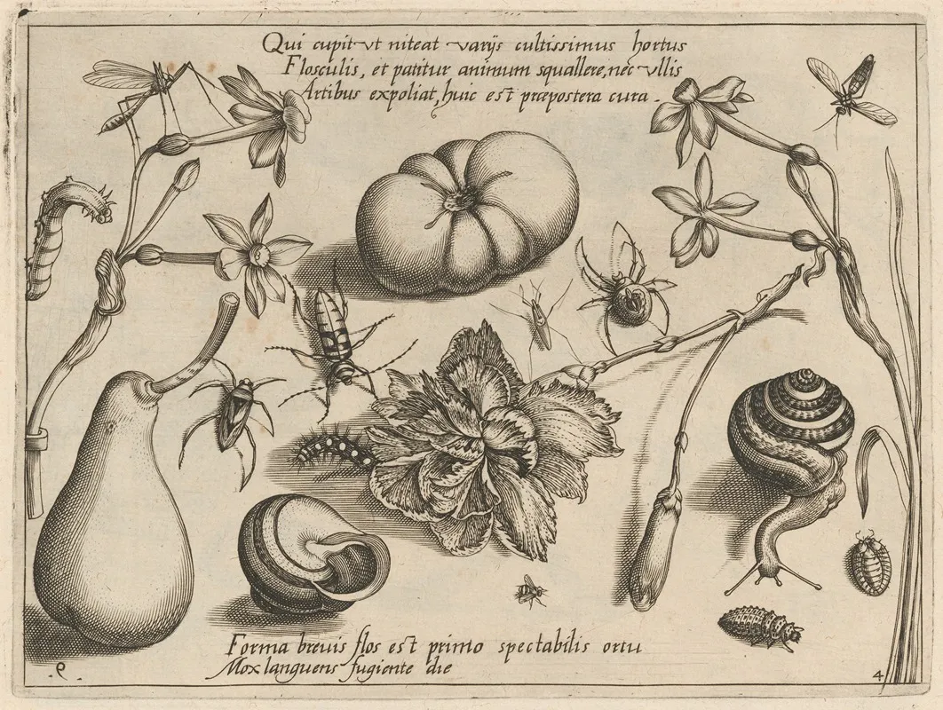 Archetypa Studiaque Patris Georgii Hoefnagelii Pl 50