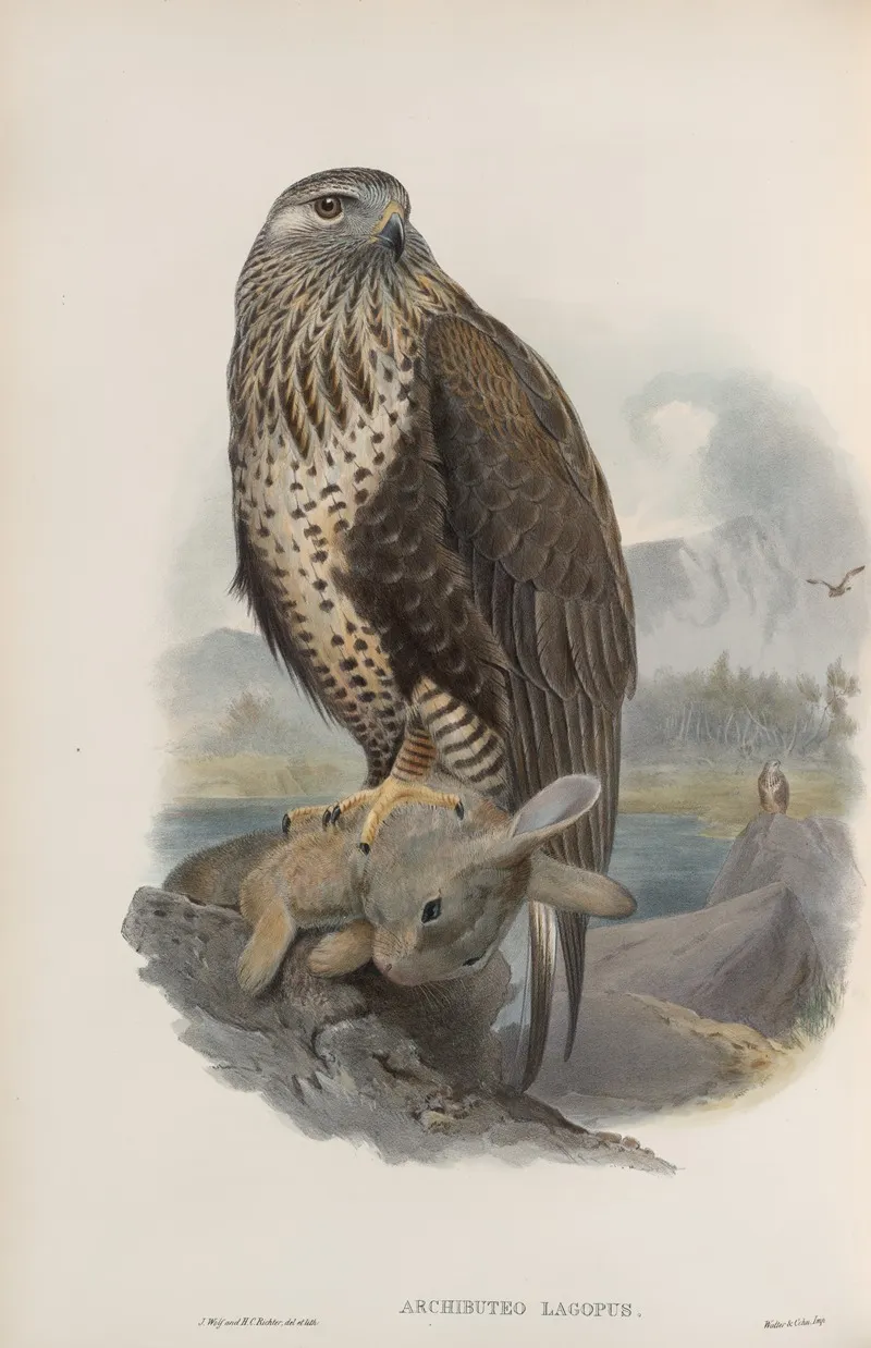 Archibuteo Lagopus Rough Legged Buzzard Wall Art by John Gould - High-Resolution Digital Print