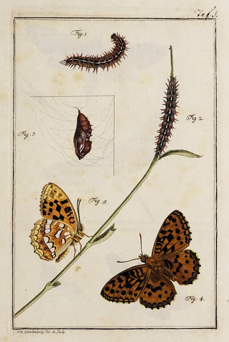 Archives De Lhistoire Des Insectes Pl 01 Wall Art by Johann Caspar Fuessli - High-Resolution Digital Print