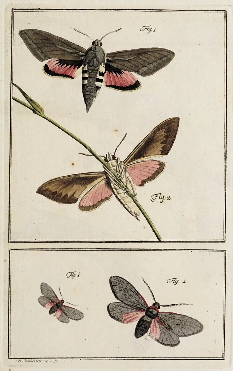 Archives De Lhistoire Des Insectes Pl 02 Wall Art by Johann Caspar Fuessli - High-Resolution Digital Print