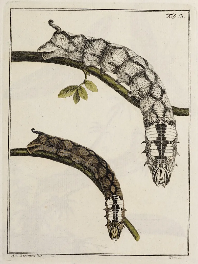 Archives De Lhistoire Des Insectes Pl 03 Wall Art by Johann Caspar Fuessli - High-Resolution Digital Print