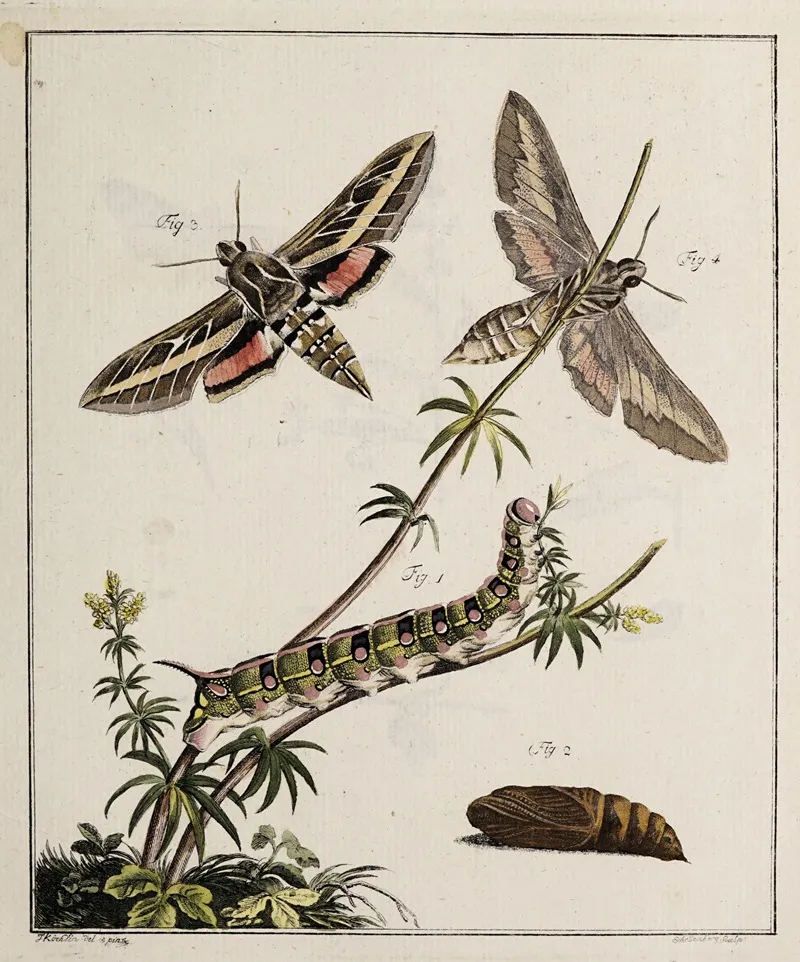 Archives De Lhistoire Des Insectes Pl 04 Wall Art by Johann Caspar Fuessli - High-Resolution Digital Print