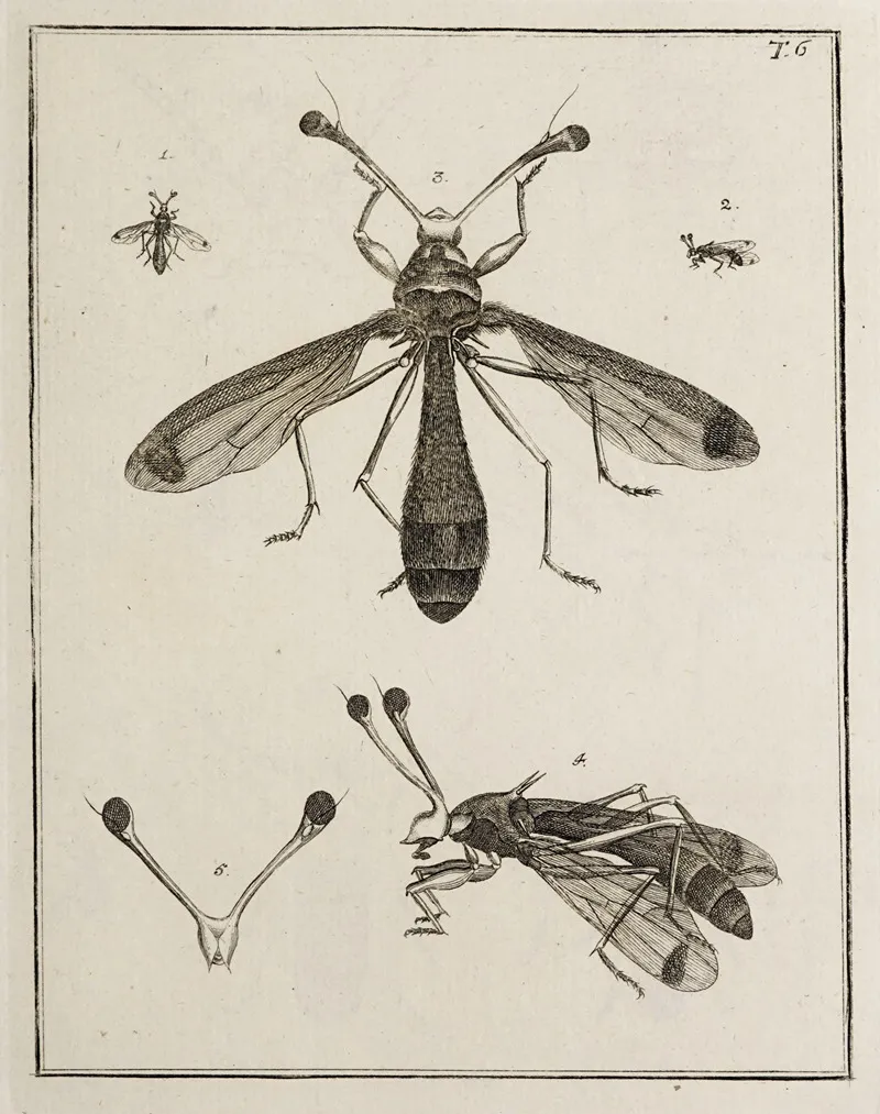 Archives De Lhistoire Des Insectes Pl 06 Wall Art by Johann Caspar Fuessli - High-Resolution Digital Print