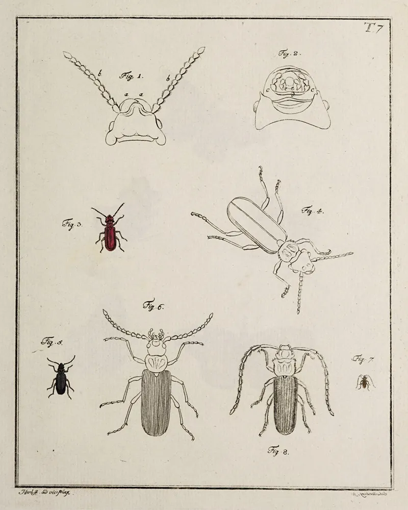 Archives De Lhistoire Des Insectes Pl 07 Wall Art by Johann Caspar Fuessli - High-Resolution Digital Print