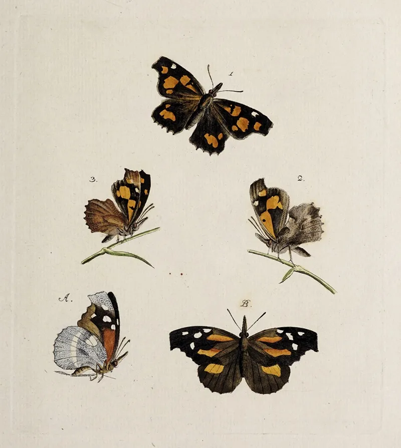 Archives De Lhistoire Des Insectes Pl 08 Wall Art by Johann Caspar Fuessli - High-Resolution Digital Print
