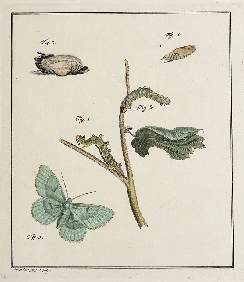 Archives De Lhistoire Des Insectes Pl 09 Wall Art by Johann Caspar Fuessli - High-Resolution Digital Print