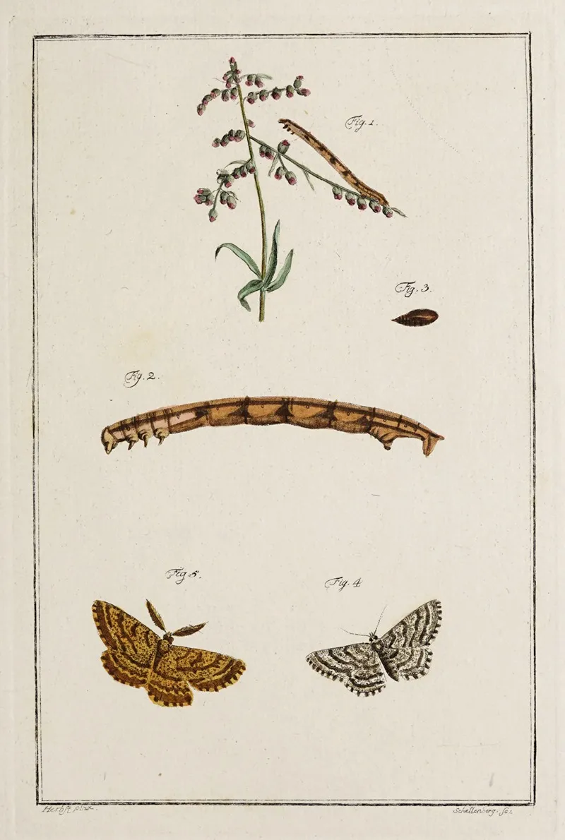 Archives De Lhistoire Des Insectes Pl 10 Wall Art by Johann Caspar Fuessli - High-Resolution Digital Print