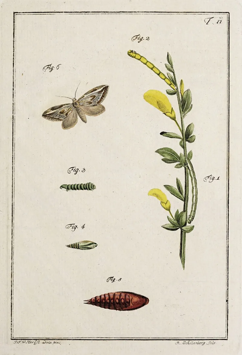 Archives De Lhistoire Des Insectes Pl 11 Wall Art by Johann Caspar Fuessli - High-Resolution Digital Print