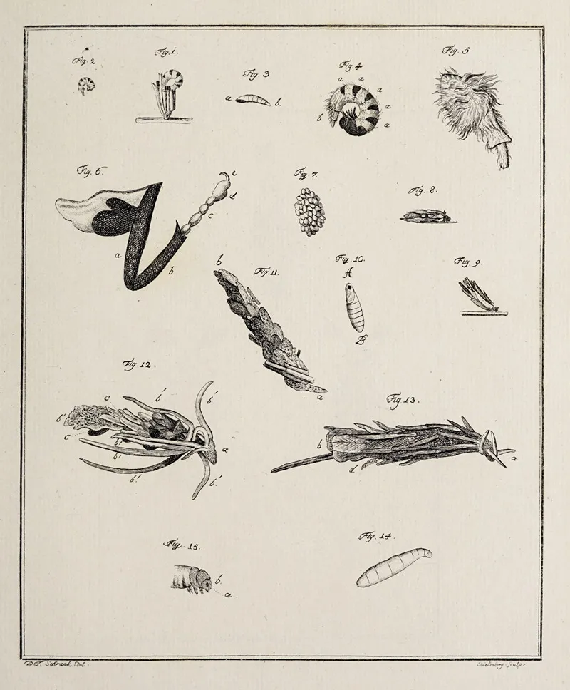 Archives De Lhistoire Des Insectes Pl 12 Wall Art by Johann Caspar Fuessli - High-Resolution Digital Print