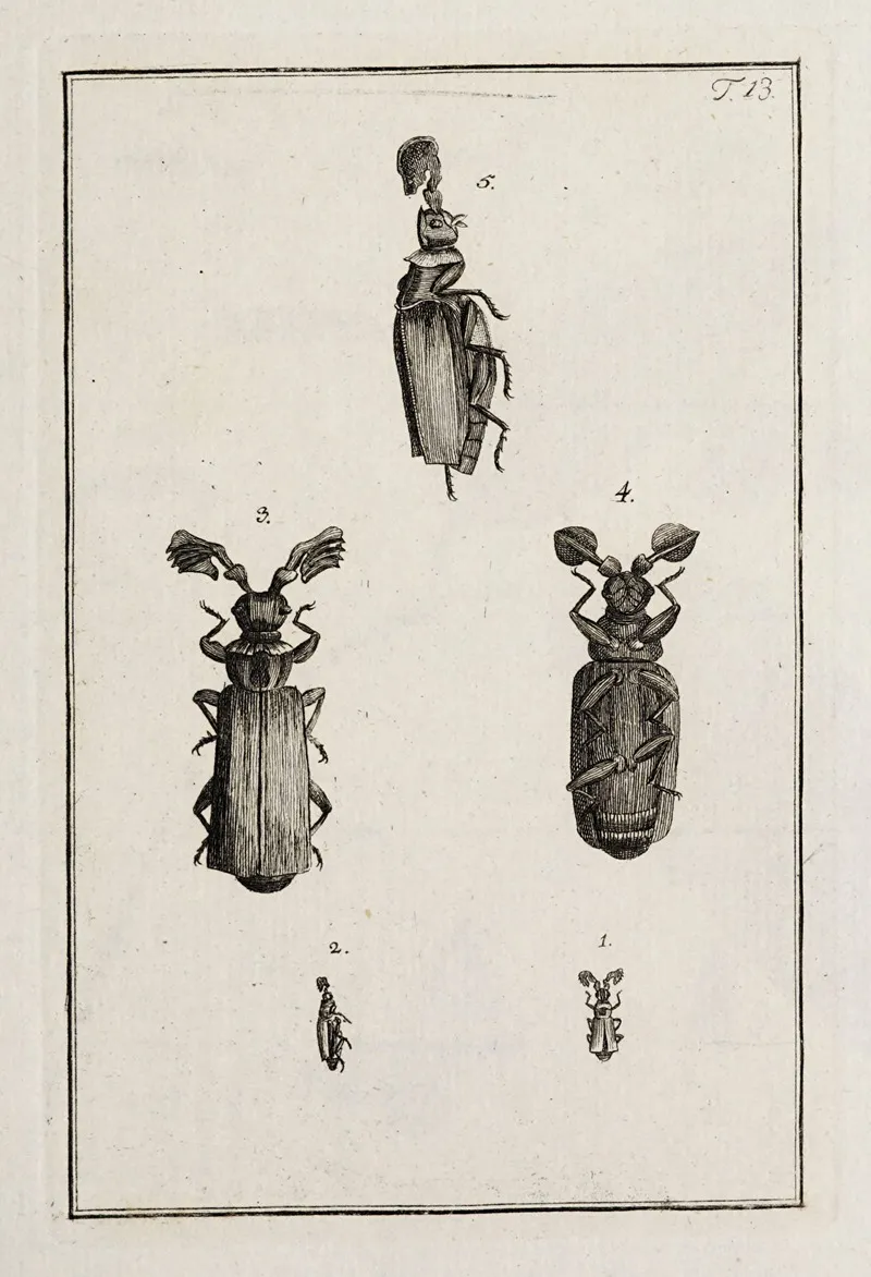 Archives De Lhistoire Des Insectes Pl 13 Wall Art by Johann Caspar Fuessli - High-Resolution Digital Print