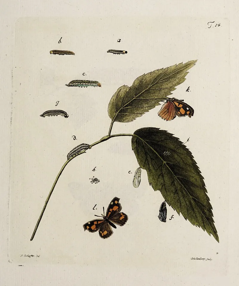 Archives De Lhistoire Des Insectes Pl 14 Wall Art by Johann Caspar Fuessli - High-Resolution Digital Print