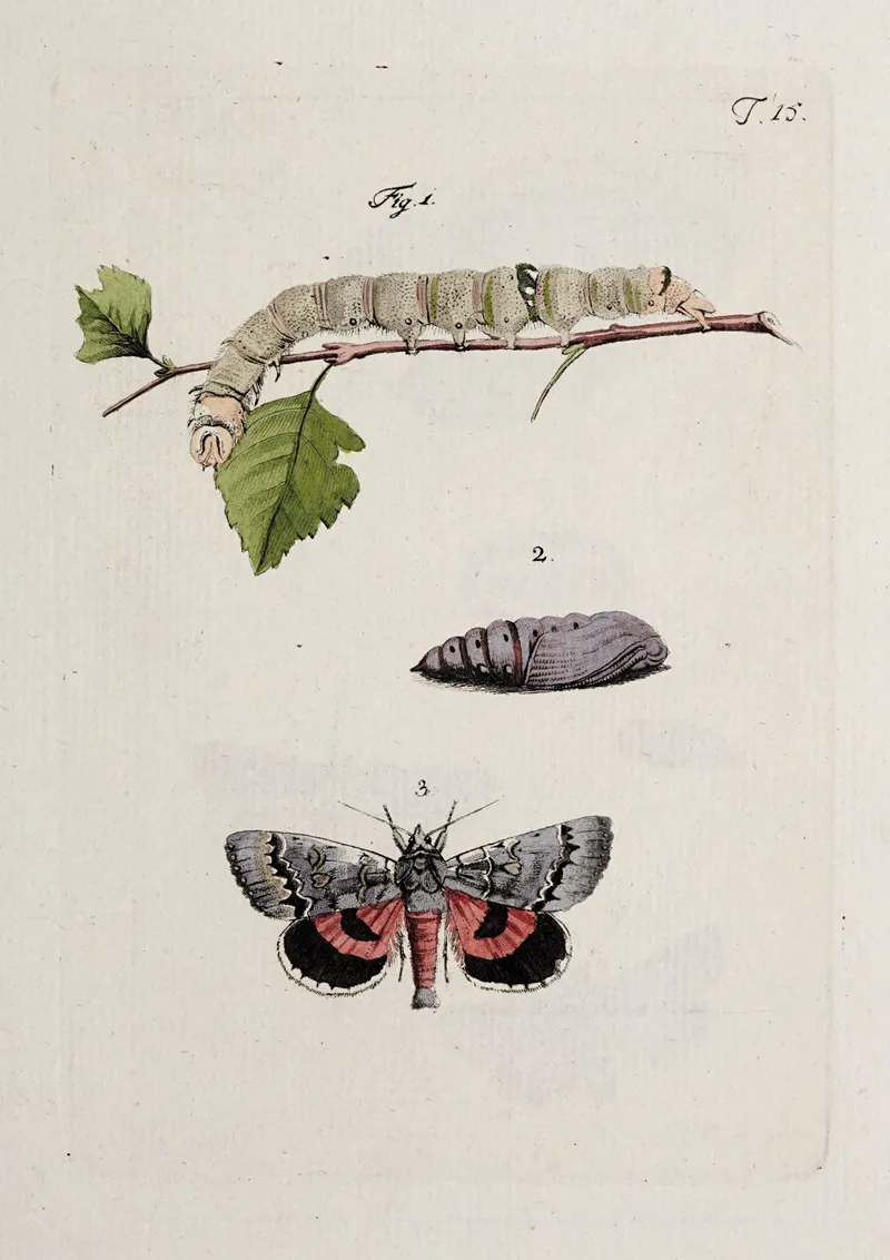 Archives De Lhistoire Des Insectes Pl 15 Wall Art by Johann Caspar Fuessli - High-Resolution Digital Print