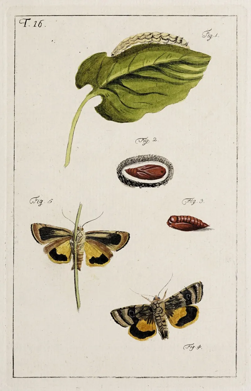 Archives De Lhistoire Des Insectes Pl 16 Wall Art by Johann Caspar Fuessli - High-Resolution Digital Print