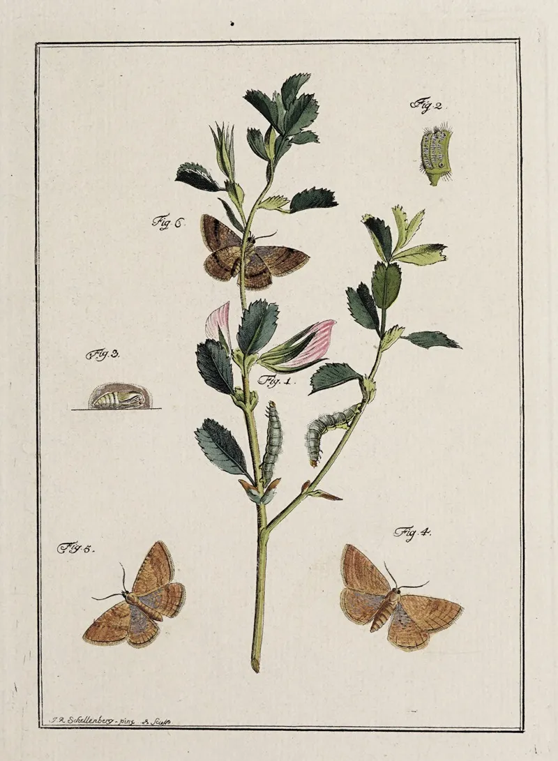 Archives De Lhistoire Des Insectes Pl 17 Wall Art by Johann Caspar Fuessli - High-Resolution Digital Print