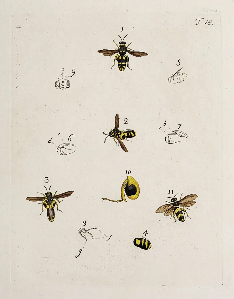 Archives De Lhistoire Des Insectes Pl 18 Wall Art by Johann Caspar Fuessli - High-Resolution Digital Print