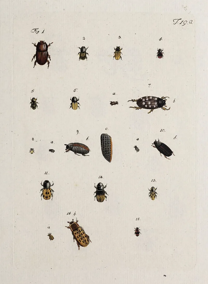 Archives De Lhistoire Des Insectes Pl 19 Wall Art by Johann Caspar Fuessli - High-Resolution Digital Print