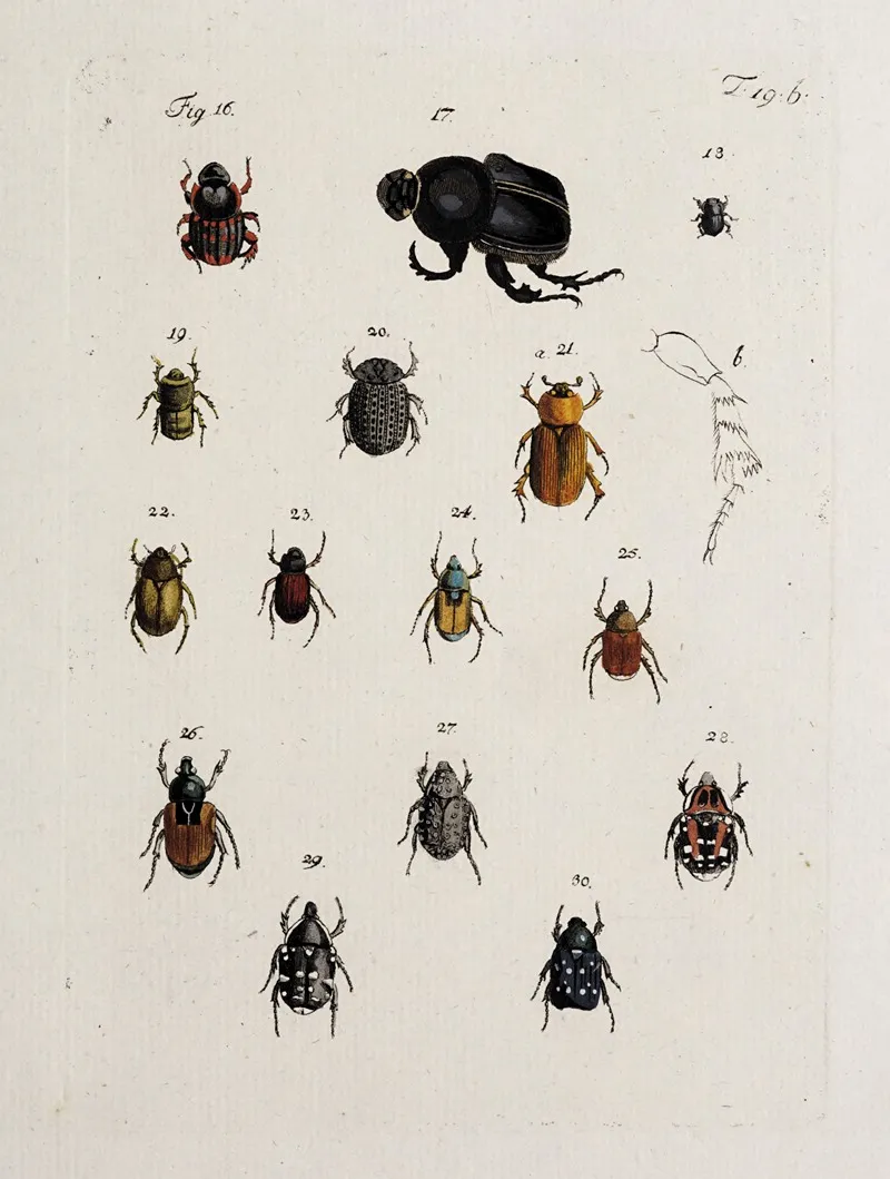 Archives De Lhistoire Des Insectes Pl 20 Wall Art by Johann Caspar Fuessli - High-Resolution Digital Print