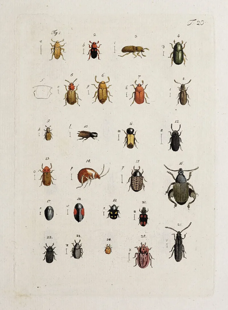 Archives De Lhistoire Des Insectes Pl 21 Wall Art by Johann Caspar Fuessli - High-Resolution Digital Print