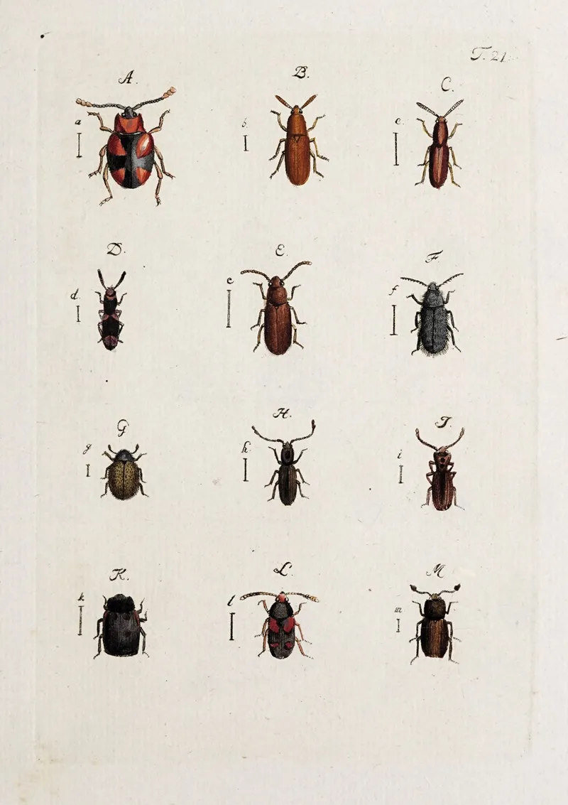 Archives De Lhistoire Des Insectes Pl 22 Wall Art by Johann Caspar Fuessli - High-Resolution Digital Print
