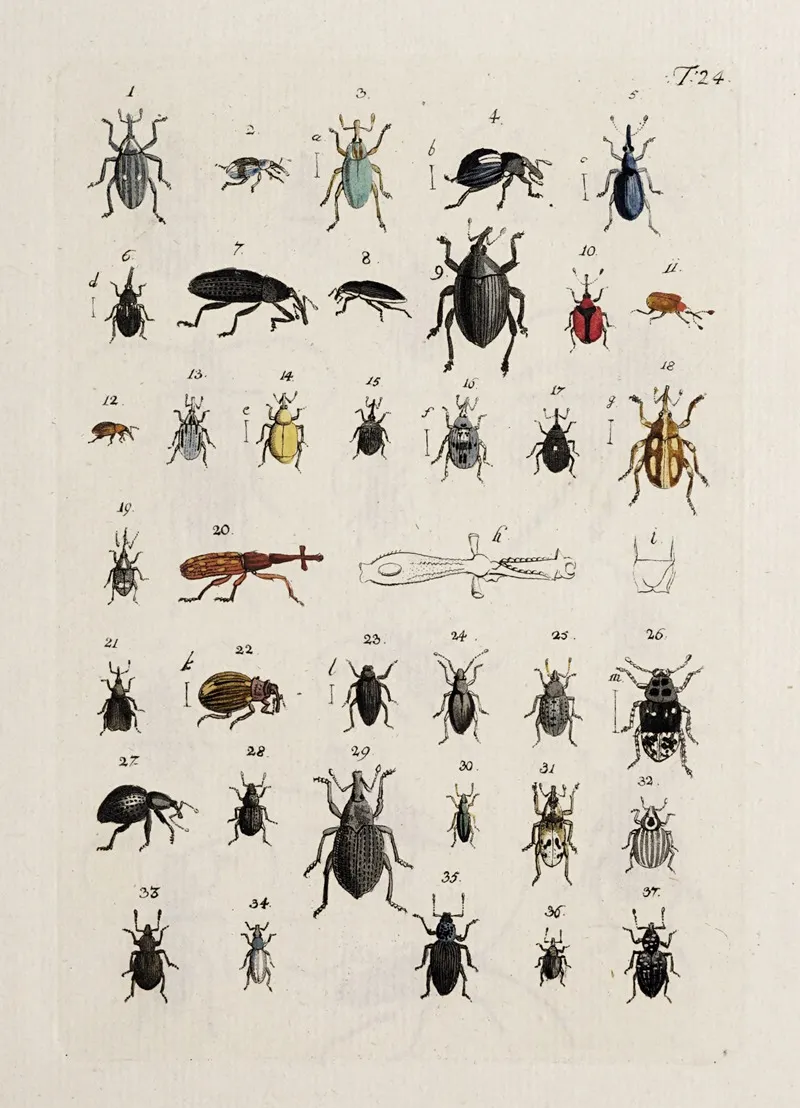 Archives De Lhistoire Des Insectes Pl 25 Wall Art by Johann Caspar Fuessli - High-Resolution Digital Print