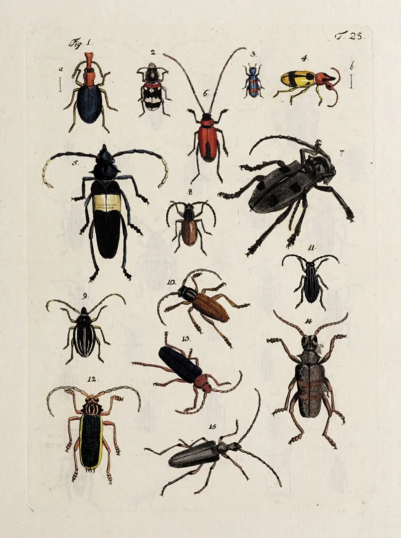 Archives De Lhistoire Des Insectes Pl 26 Wall Art by Johann Caspar Fuessli - High-Resolution Digital Print