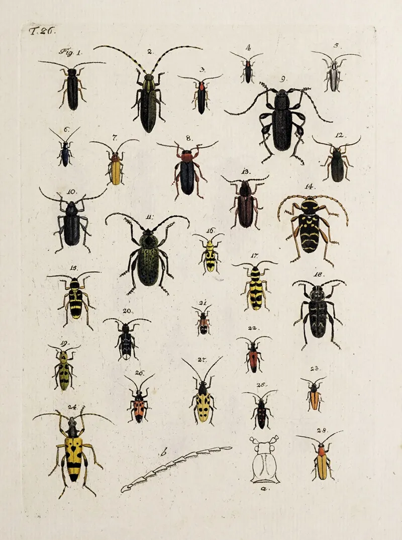 Archives De Lhistoire Des Insectes Pl 27 Wall Art by Johann Caspar Fuessli - High-Resolution Digital Print