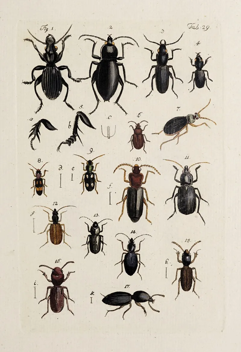 Archives De Lhistoire Des Insectes Pl 31 Wall Art by Johann Caspar Fuessli - High-Resolution Digital Print