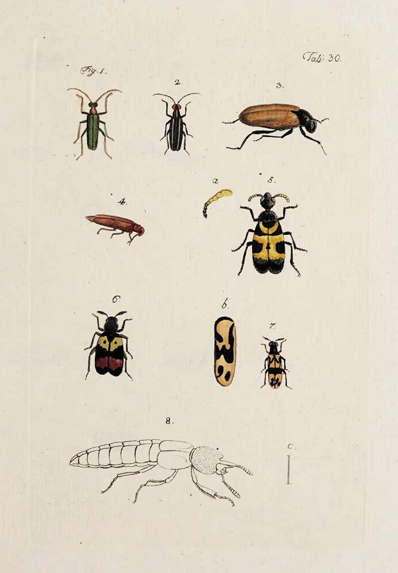 Archives De Lhistoire Des Insectes Pl 32 Wall Art by Johann Caspar Fuessli - High-Resolution Digital Print