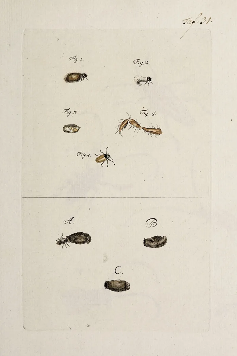 Archives De Lhistoire Des Insectes Pl 33 Wall Art by Johann Caspar Fuessli - High-Resolution Digital Print