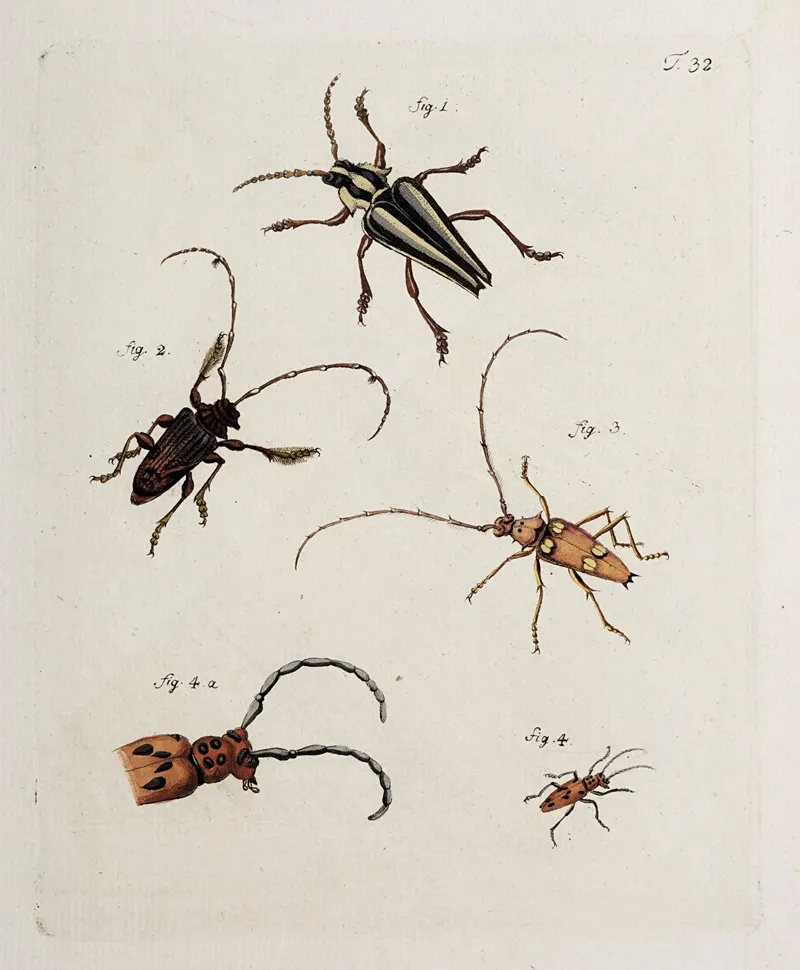 Archives De Lhistoire Des Insectes Pl 34 Wall Art by Johann Caspar Fuessli - High-Resolution Digital Print
