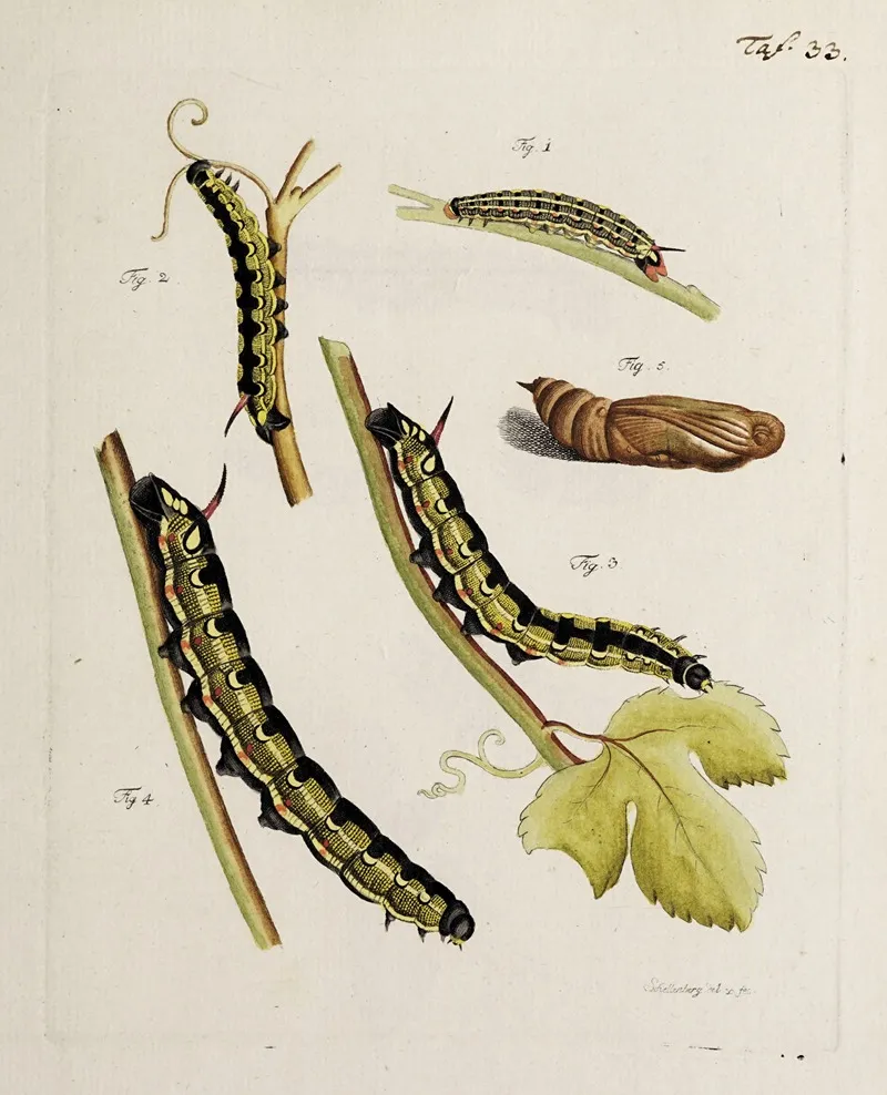 Archives De Lhistoire Des Insectes Pl 35 Wall Art by Johann Caspar Fuessli - High-Resolution Digital Print