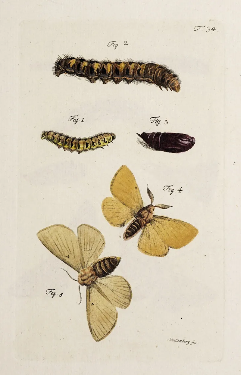Archives De Lhistoire Des Insectes Pl 36 Wall Art by Johann Caspar Fuessli - High-Resolution Digital Print