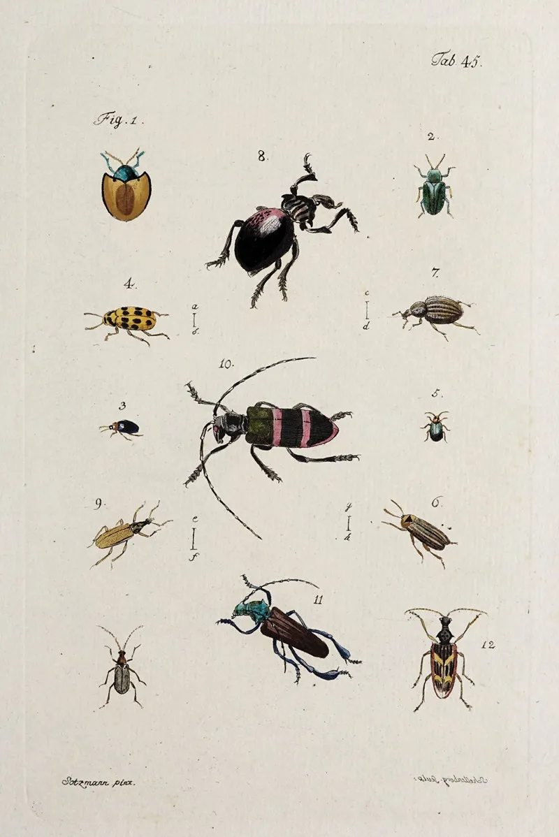Archives De Lhistoire Des Insectes Pl 40 Wall Art by Johann Caspar Fuessli - High-Resolution Digital Print