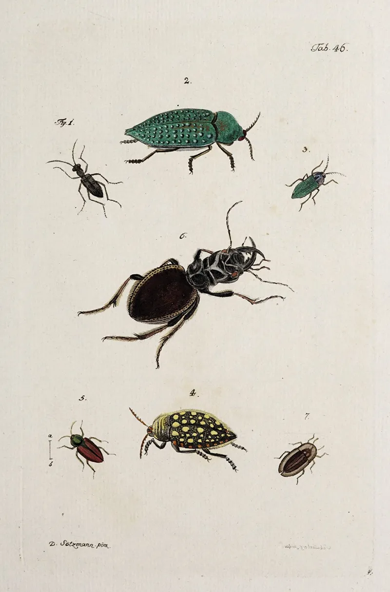 Archives De Lhistoire Des Insectes Pl 41 Wall Art by Johann Caspar Fuessli - High-Resolution Digital Print