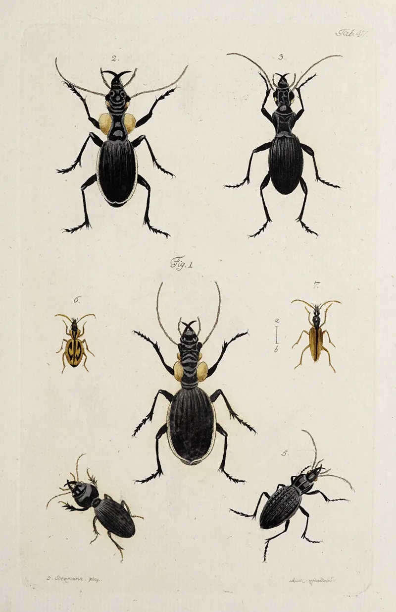 Archives De Lhistoire Des Insectes Pl 42 Wall Art by Johann Caspar Fuessli - High-Resolution Digital Print