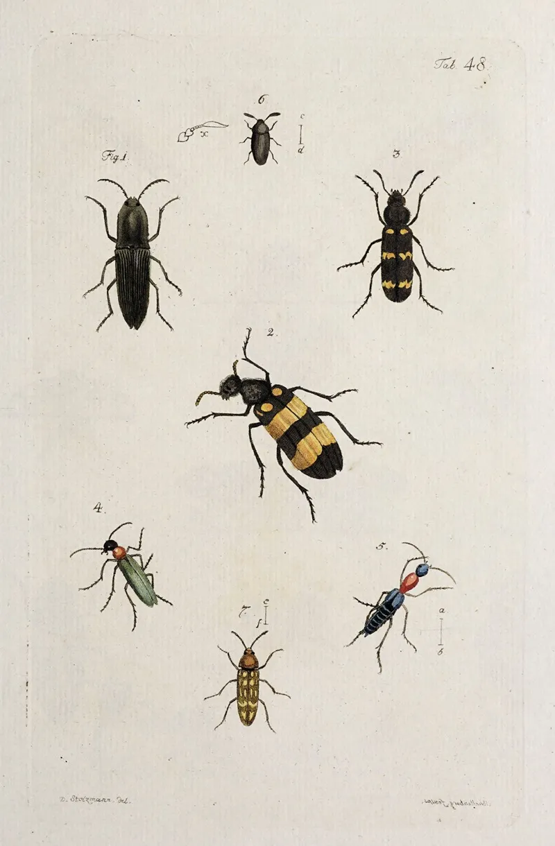 Archives De Lhistoire Des Insectes Pl 43 Wall Art by Johann Caspar Fuessli - High-Resolution Digital Print