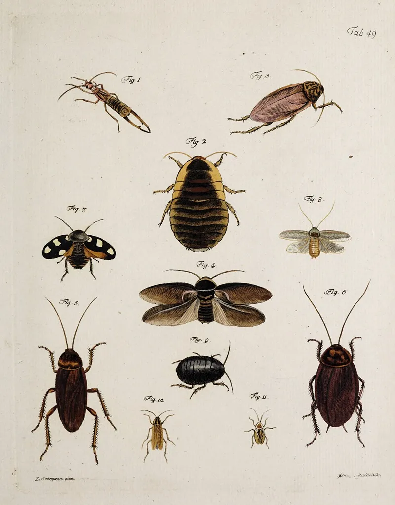 Archives De Lhistoire Des Insectes Pl 44 Wall Art by Johann Caspar Fuessli - High-Resolution Digital Print