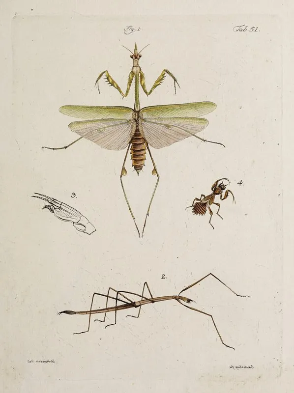 Archives De Lhistoire Des Insectes Pl 46 Wall Art by Johann Caspar Fuessli - High-Resolution Digital Print