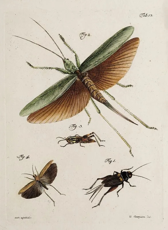 Archives De Lhistoire Des Insectes Pl 48 Wall Art by Johann Caspar Fuessli - High-Resolution Digital Print
