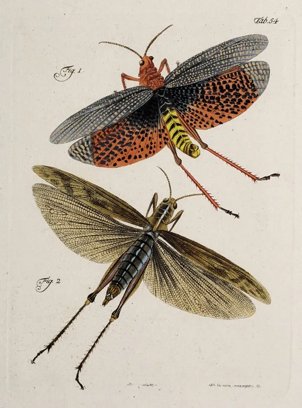 Archives De Lhistoire Des Insectes Pl 49 Wall Art by Johann Caspar Fuessli - High-Resolution Digital Print