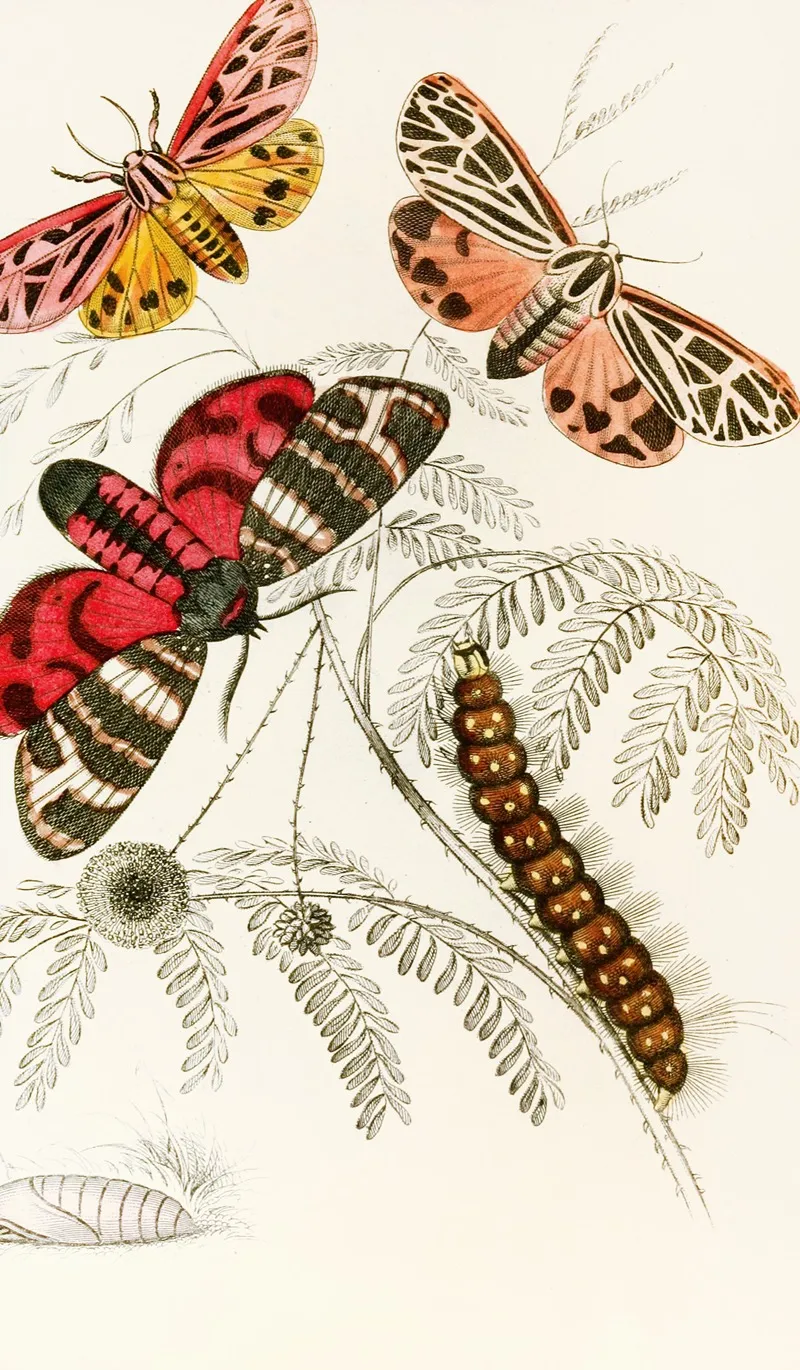Arctia Hebe Spilosoma Arge Spilosoma Aerea Spilosoma Virgo Wall Art by James Duncan - High-Resolution Digital Print