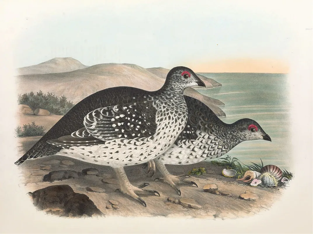 Arctic Sharp Tailed Grouse Wall Art by Daniel Giraud Elliot - High-Resolution Digital Print