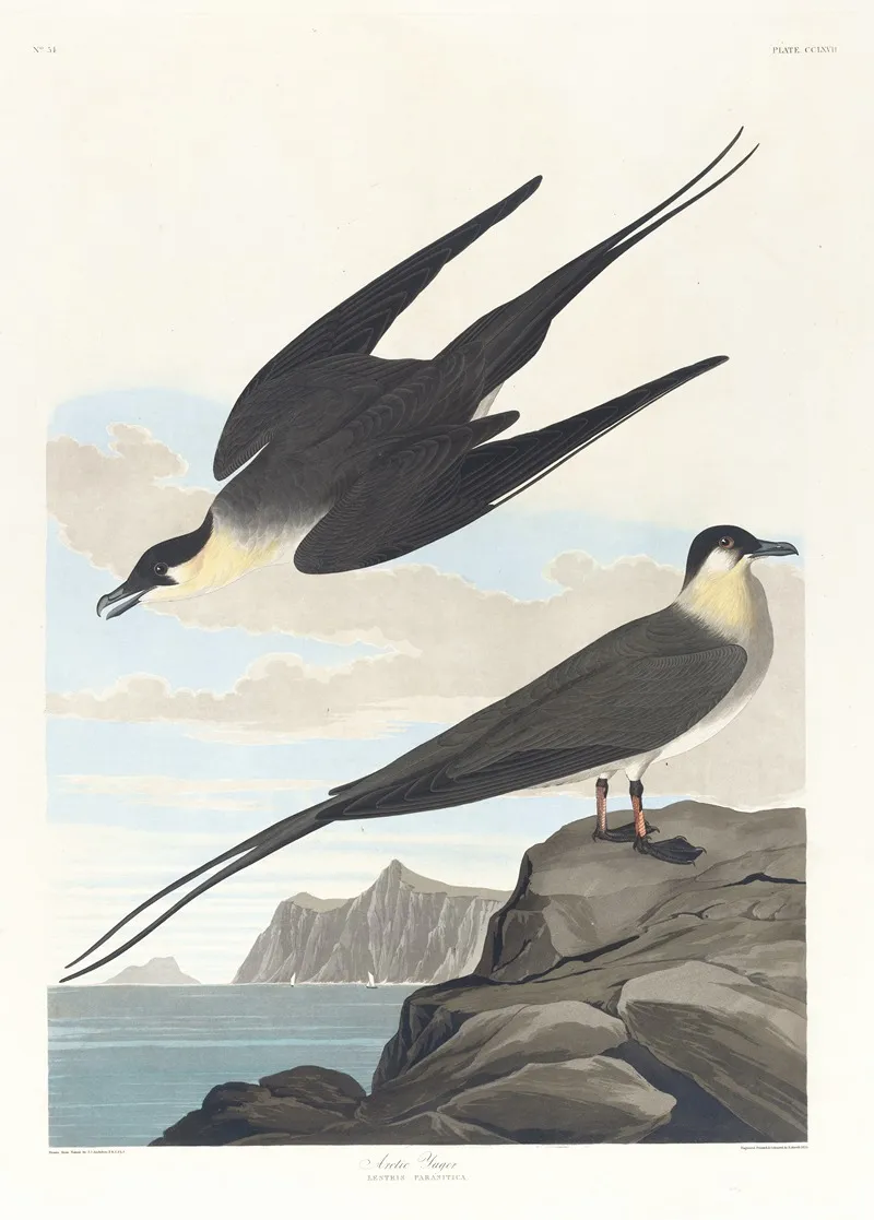 Arctic Yager Wall Art by John James Audubon - High-Resolution Digital Print