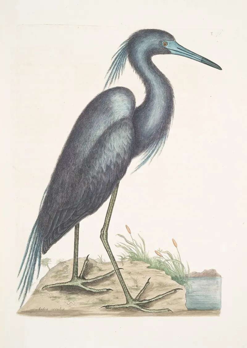Ardea Caerulea The Blue Heron Wall Art by Mark Catesby - High-Resolution Digital Print