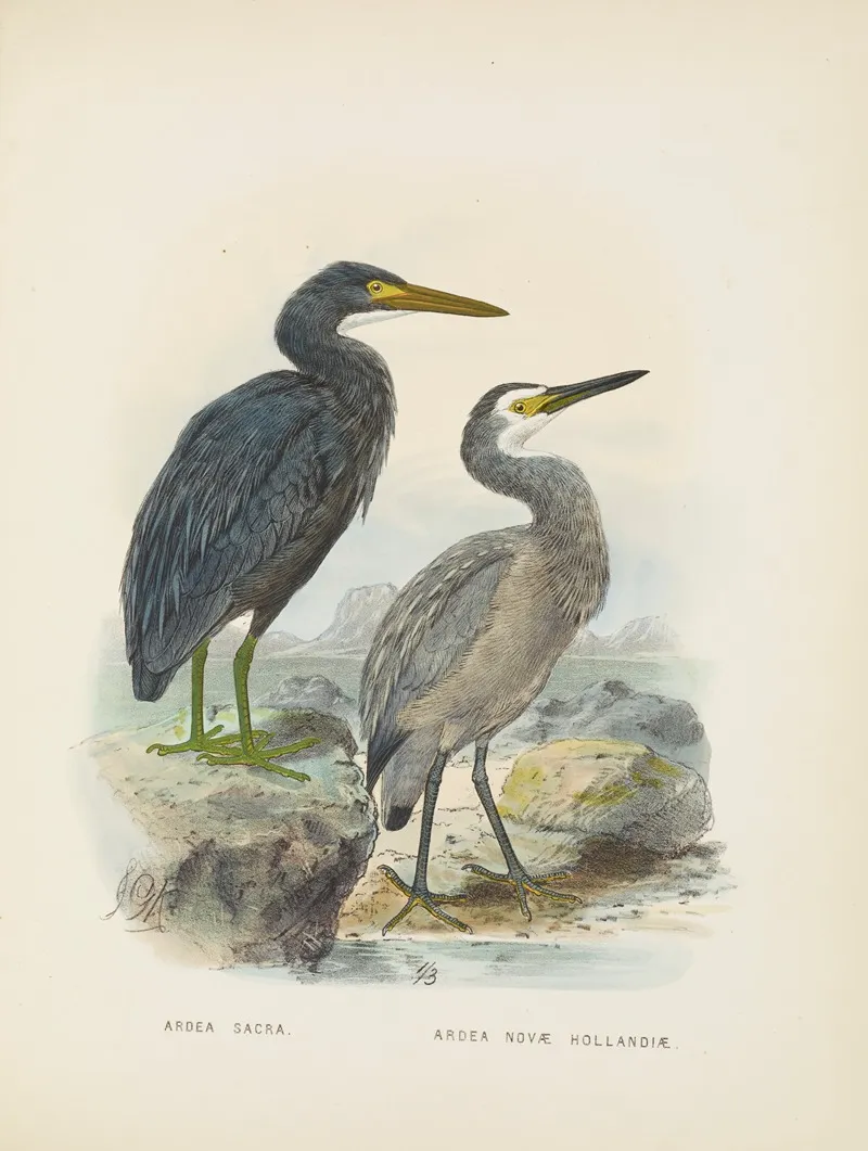 Ardea Sacra And Ardea Hollandiae Wall Art by John Gerrard Keulemans - High-Resolution Digital Print