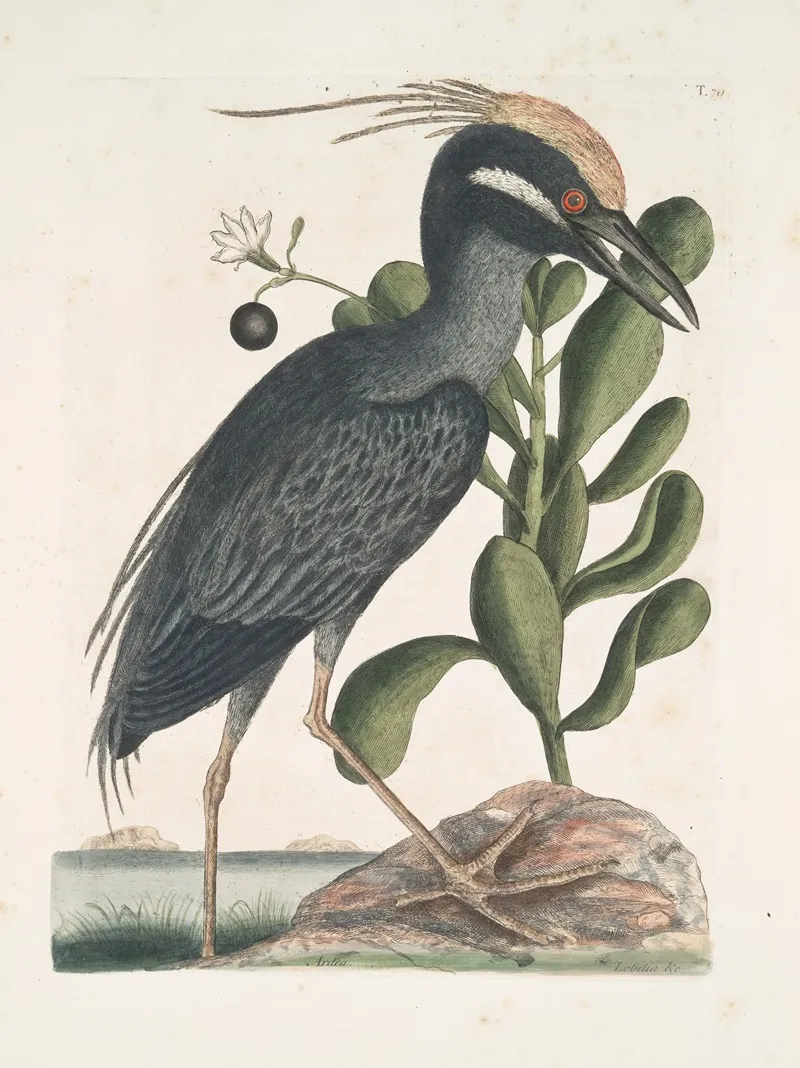 Ardea Stellaris Cristata Americana The Crested Bittern Lobelia C Wall Art by Mark Catesby - High-Resolution Digital Print