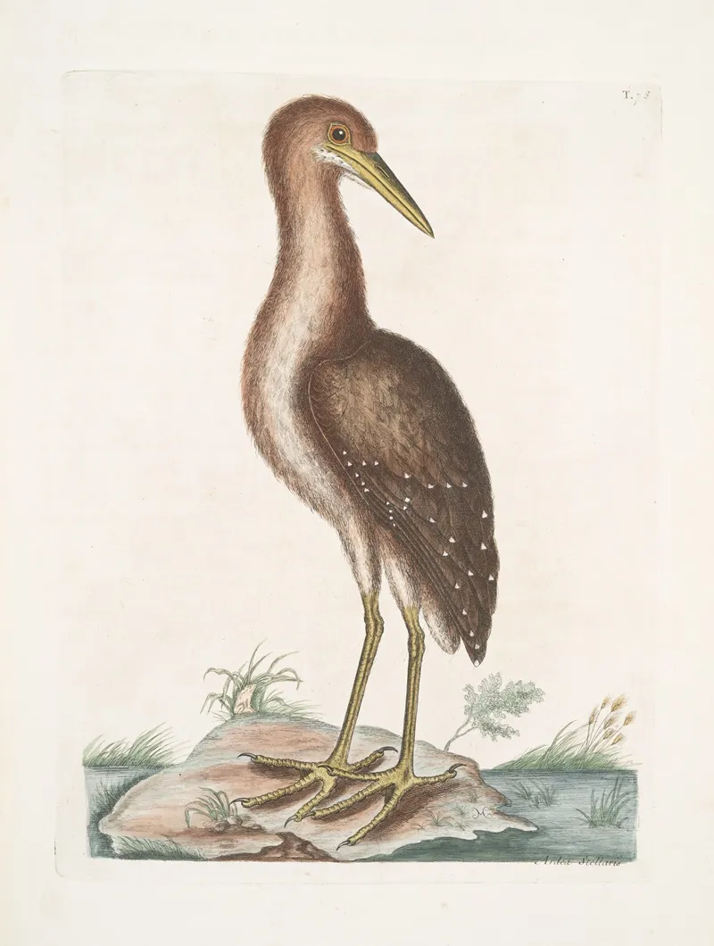 Ardea Stellaris The Brown Bittern Wall Art by Mark Catesby - High-Resolution Digital Print