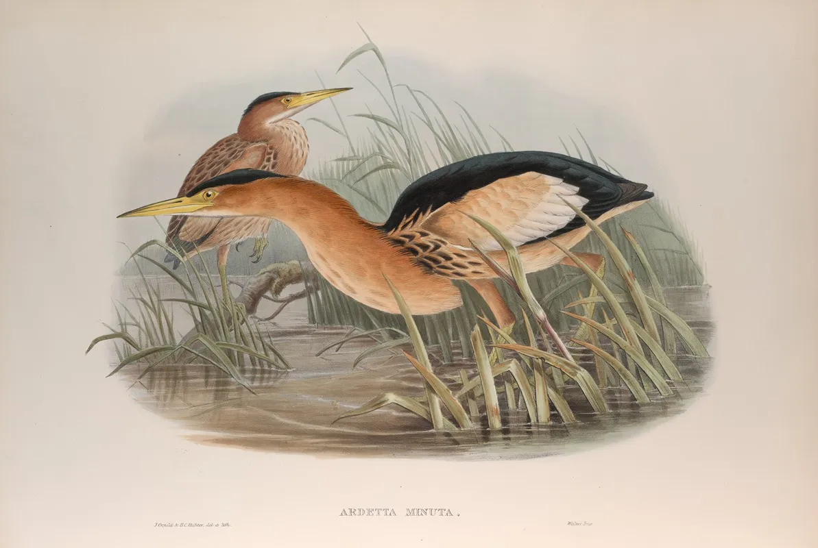Ardetta Minuta Little Bittern Wall Art by John Gould - High-Resolution Digital Print