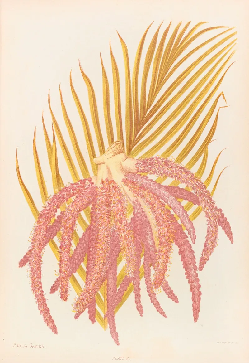 Areca Sapida Wall Art by Georgina Burne Hetley - High-Resolution Digital Print